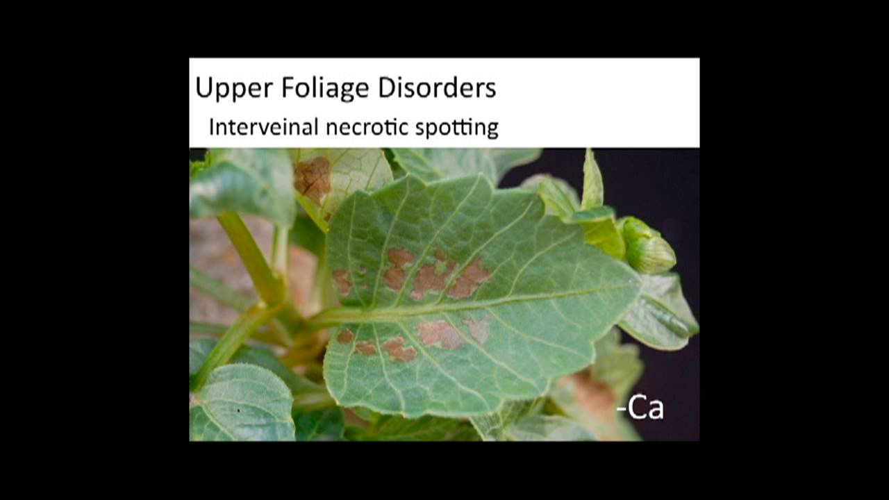 Dahlia Nutrient Disorders