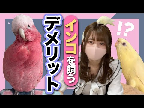 鳥が餌台に来ない原因と解決策