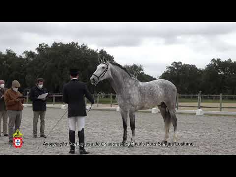 210201 15 Jubileu LV - Aprovação de Garanhões