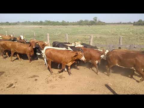 Novillos Exportación El Carmen