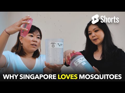 Why Singapore Loves Mosquitoes  #45