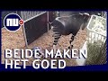 Zeldzame okapi geboren in Diergaarde Blijdorp | NU nl