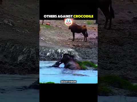 The Ending Is INSANE 💀  #animals #wildlife #jaguar #crocodile #shorts #youtubeshorts #trending