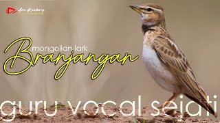 Download lagu BRANJANGAN MONGOL GACOR (MONGOLIAN LARK) ISIAN GREJAAN KENARI PRENJAK JANGKRIK PLECI SOGON CILILIN mp3