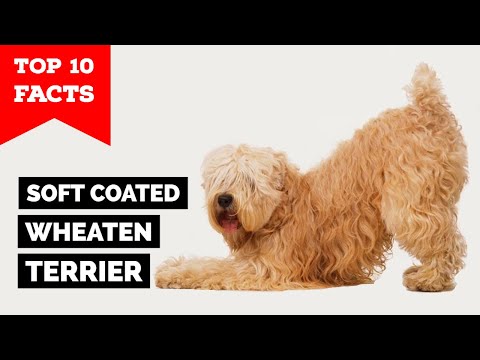 , title : 'Soft Coated Wheaten Terrier - Top 10 Facts'