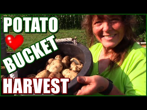 Harvesting Potato Buckets | Bucket Garden Grocery Haul