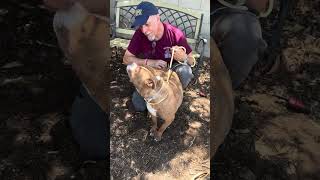 Video preview image #1 Staffordshire Bull Terrier Puppy For Sale in Pasadena, CA, USA