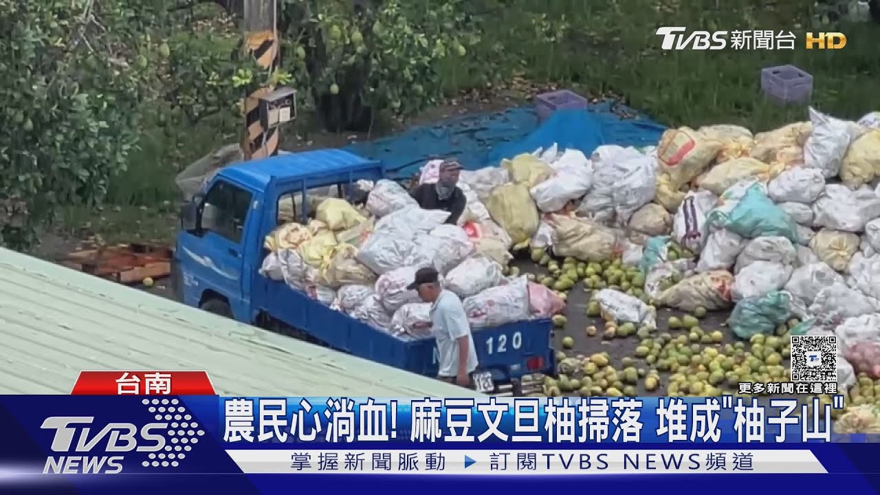麻豆文旦柚產量剩2成！　傳要警消「撿柚」 消防局回應