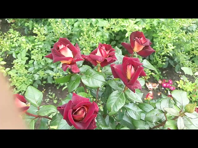 Эдди Митчел (Eddy Mitchell)