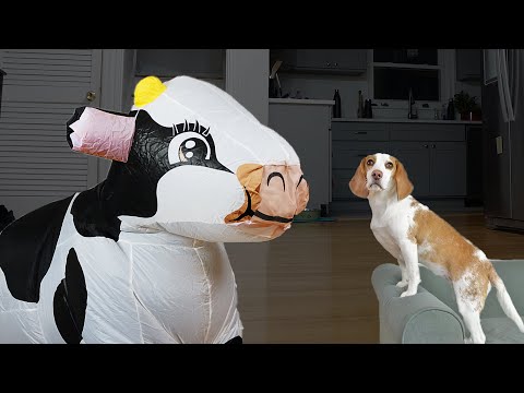 Puppy vs GIANT Cow! Funny Dogs Indie, Maymo, Potpie & Penny Battle Cows!