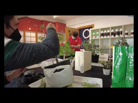 Diseño de Sabina del Hierro - Taller de Bonsaideas (16/10/2021)