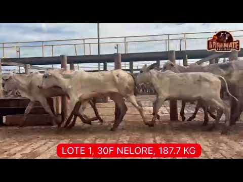 LOTE 01   30 FÊMEAS   187,7 KG