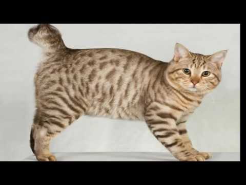 Top 10 Reasons to Choose an American Bobtail Cat For Your Pet