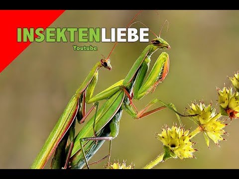 ❌Paarung von Gottesanbeterinnen der Gattung Creobroter gemmatus | mating praying mantis