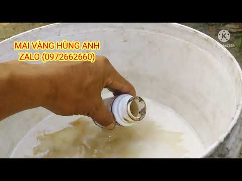 Potted apricot care cannot lack this fertilizer