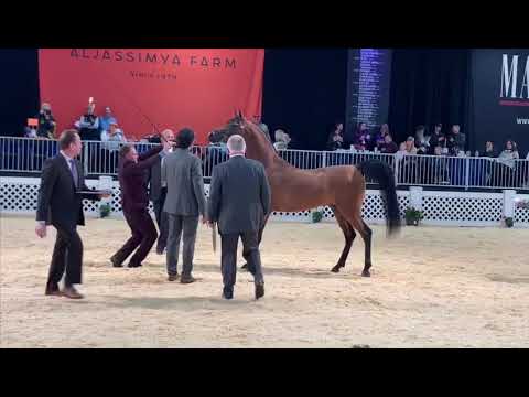 WHAT ELSE SA (Wadee Al Shaqab X Asia Al Tiglio) Scottsdalle 2019