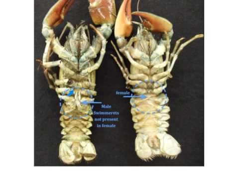 image-What is the function of the green glands in a crayfish?