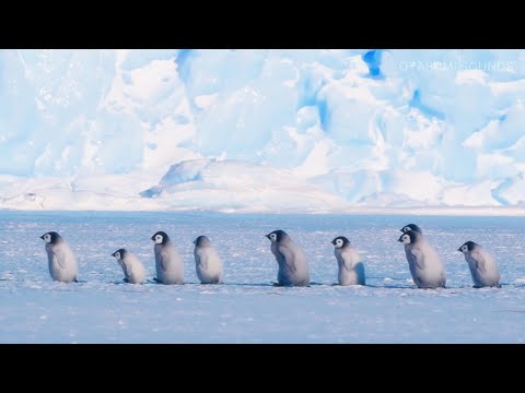 Relaxing Southern Ocean Sounds and Baby Emperor Penguins March - 8 Hours