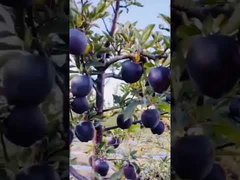 Black Diamond Apple 🥰😍#freshfruit #shortvideo #subscribe #channynila #best #blackapple