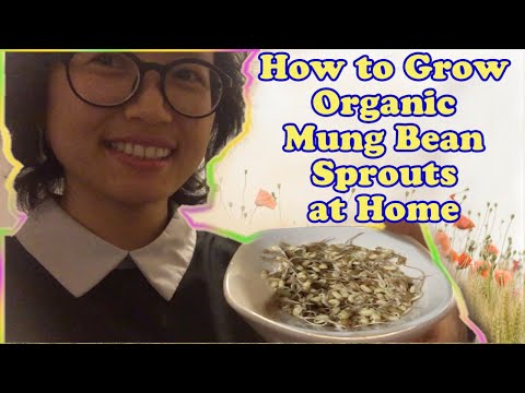 How to Grow Organic Mung Bean