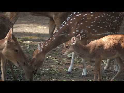Beautiful Herd of Spotted Deer By Elegant Animal Tv