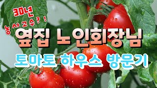 토마토 키우기 고수 농장 방문
