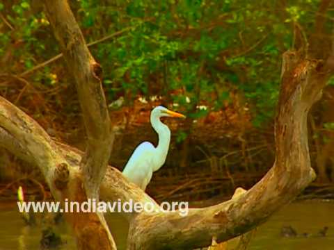 Kozhikode video