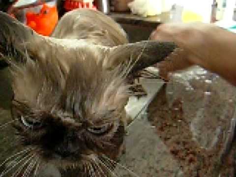 Bibiana limpinha e muito brava