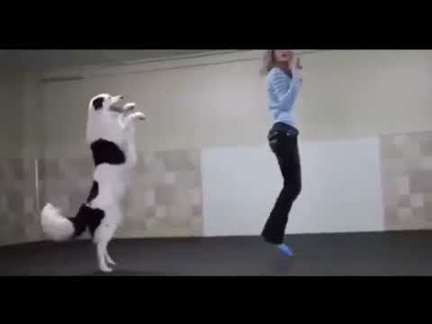 Funny Dancing Dogs and Cats Compilation 2025 - Try Not To Laugh!