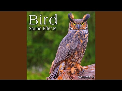 A Small Chick Chirping