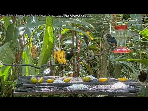 A juvenile Chestnut-headed Oropendola is fed by a parent!  EXPLORE.org  October 24, 2021