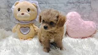 ハーフ犬の動画01