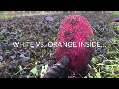 Harvesting the Japanese Sweet Potato