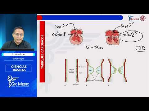 02 CC BB Cardiología EMBRIOLOGÍA RM2026