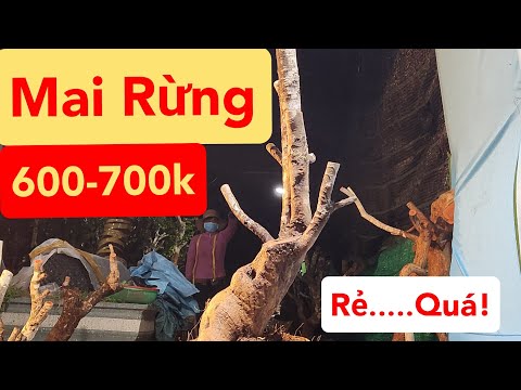 August 11. Continue selling "super cheap" wild apricots. Price a few hundred, guaranteed live and...