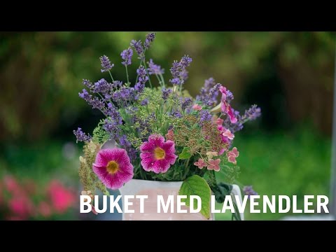 Buket i kande med lavendler
