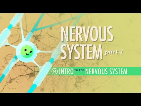 The Nervous System, Part 1: Crash Course Anatomy & Physiology #8