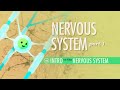 The Nervous System, Part 1: Crash Course A&P #8