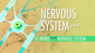 The Nervous System, Part 1: Crash Course Anatomy & Physiology #8