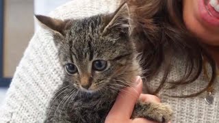 Stray Kitten Found in Christmas Tree Looking For Forever Home