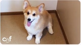 Corgi plays Hide and Go Seek