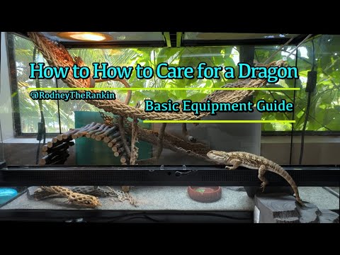 Basic Equipment Needed for Bearded Dragon Setup🦎  (Bearded Dragon Care Guide for Beginners. Ep. 1)