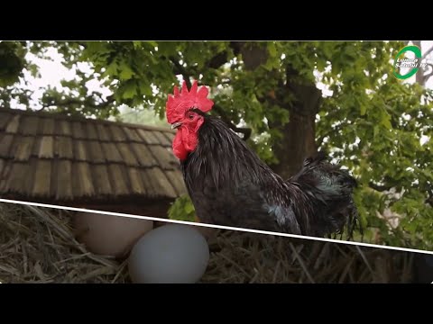 Emisiunea "Din lumea satului" - 21 decembrie 2025