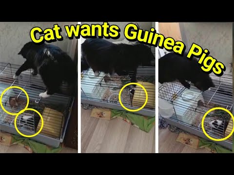 Cat trying to get Guinea Pigs in the Cage😄🐹