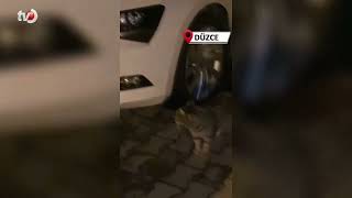Tilkinin Panik Anları Kameraya Takıldı