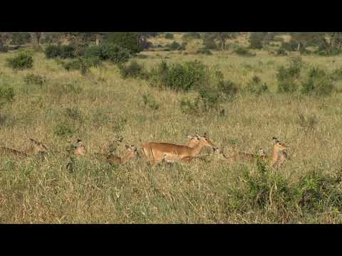 Antelope Breeding Group