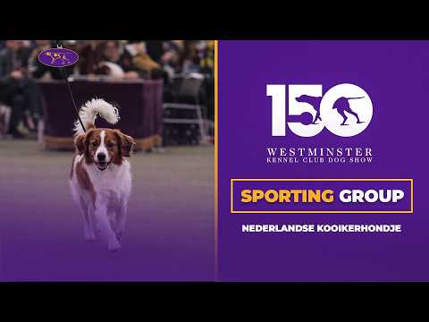 Nederlandse Kooikerhondjes | Breed Judging 2026