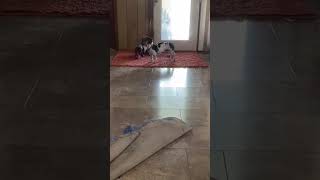 Video preview image #1 Dachshund Puppy For Sale in San Antonio, TX, USA