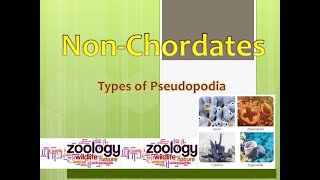 Types of Pseudopodia found in Sub kingdom Protozoa