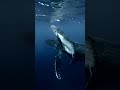 A whale fall occurs when the carcass of a whale has fallen onto the ocean floor at a